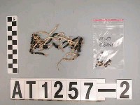 藏品(貝珠串腕飾)的圖片
